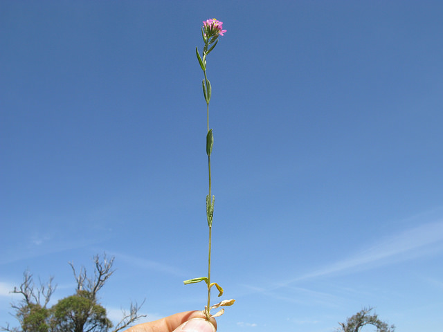 Slender centaury