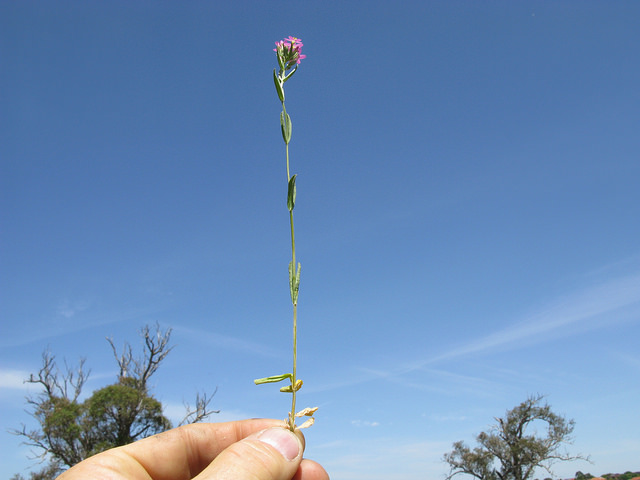 Slender centaury