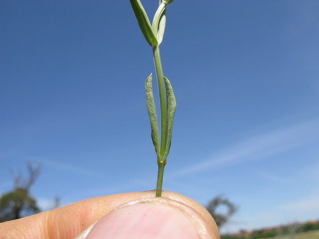 Slender centaury