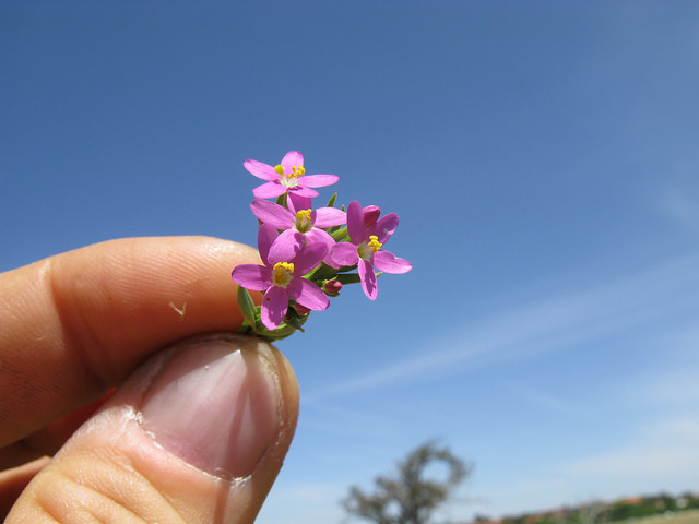 Slender centaury