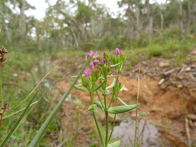 Slender centaury