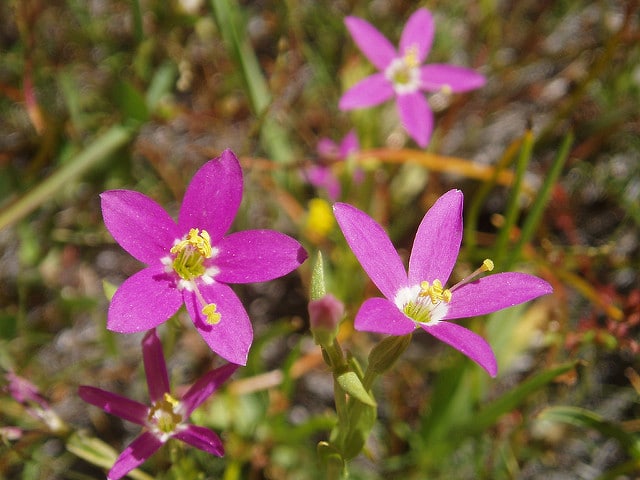 Centaurium venustum