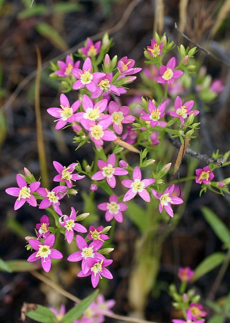 Centaurium venustum