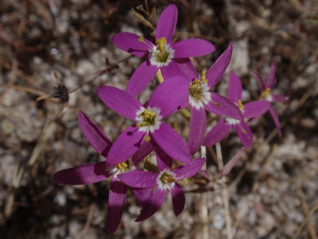 Centaurium venustum