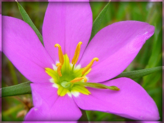 Centaurium venustum