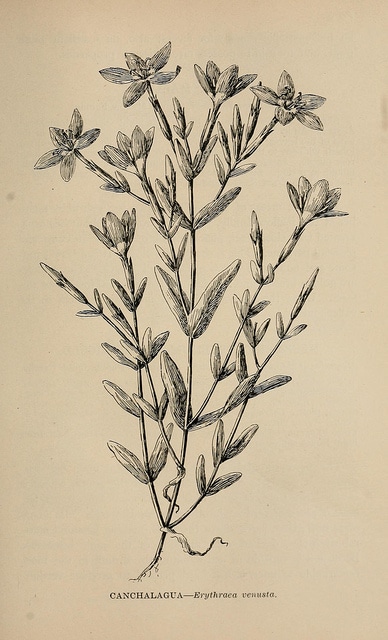 Centaurium venustum