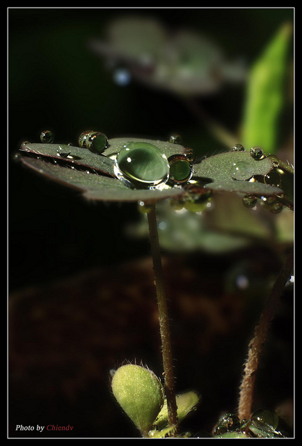 Herbe du tigre