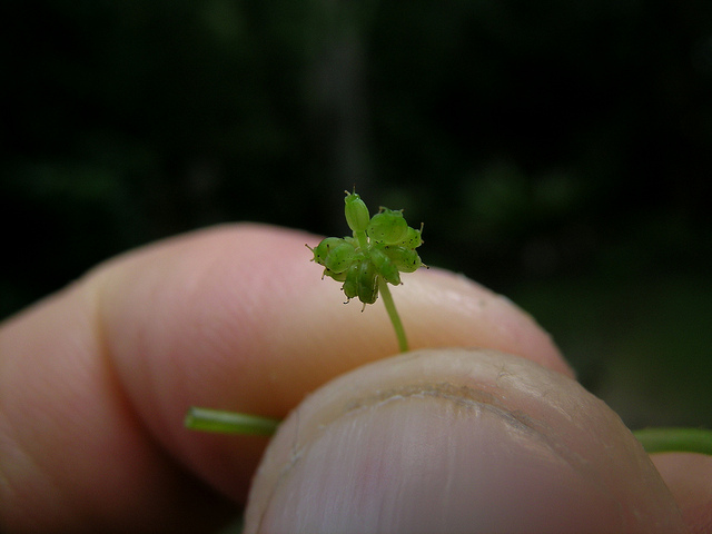 Herbe du tigre