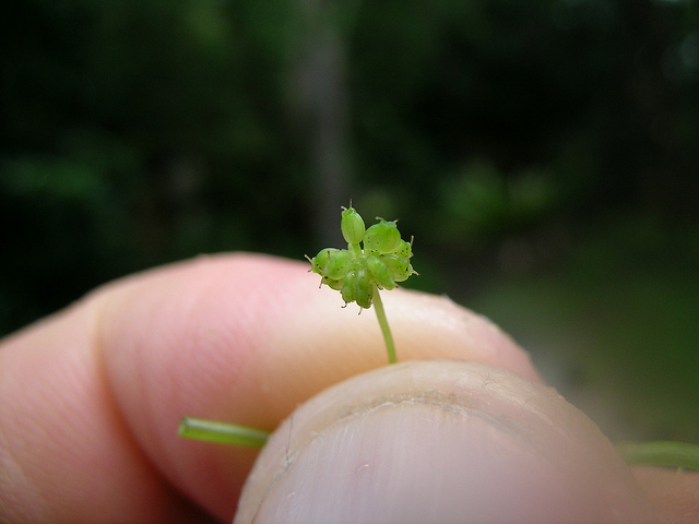 Herbe du tigre