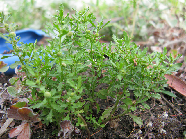 Centipeda minima