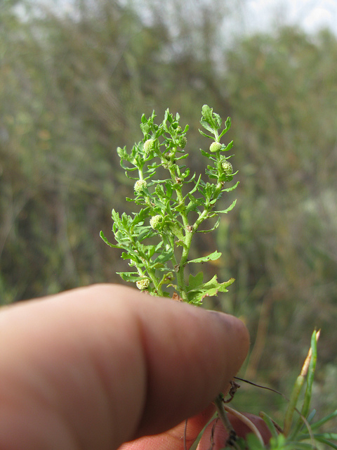 Centipeda minima