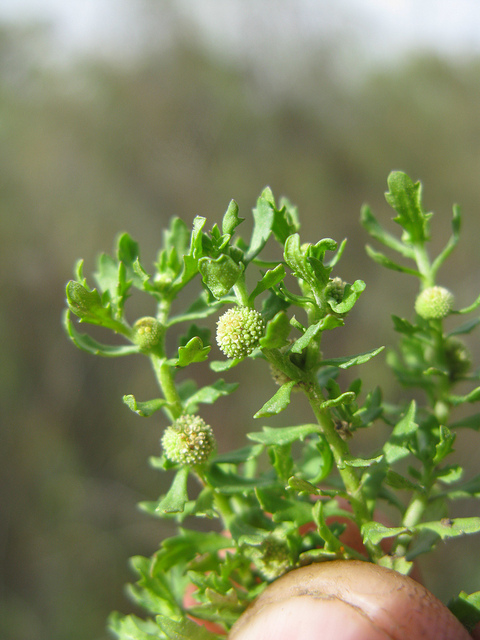 Centipeda minima