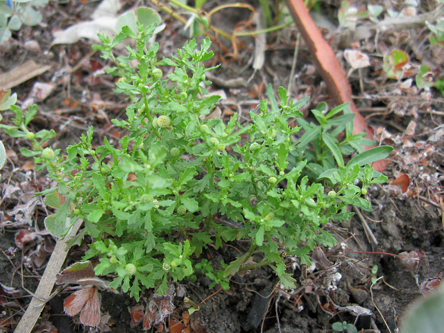 Centipeda minima