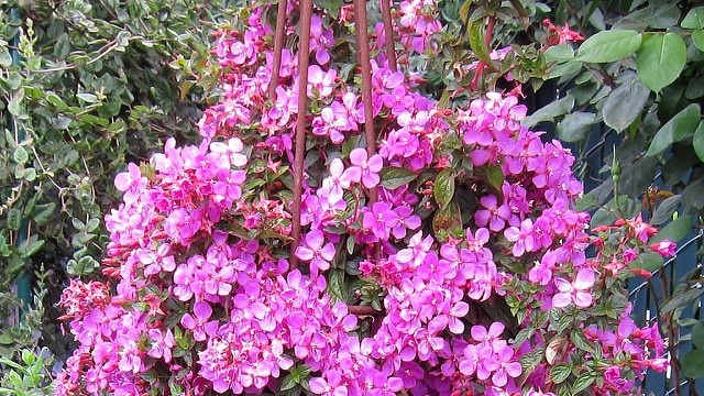Centradenia floribunda