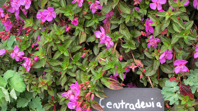Centradenia floribunda