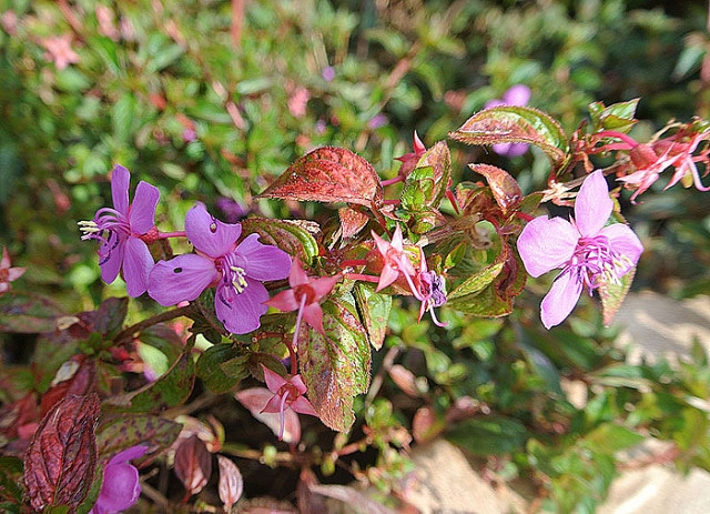 Centradenia floribunda