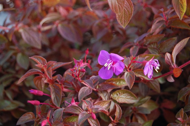 Centradenia floribunda