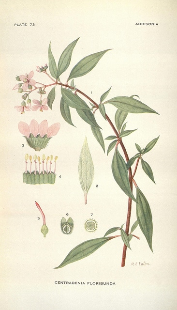Centradenia floribunda