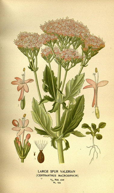 Centranthus macrosiphon