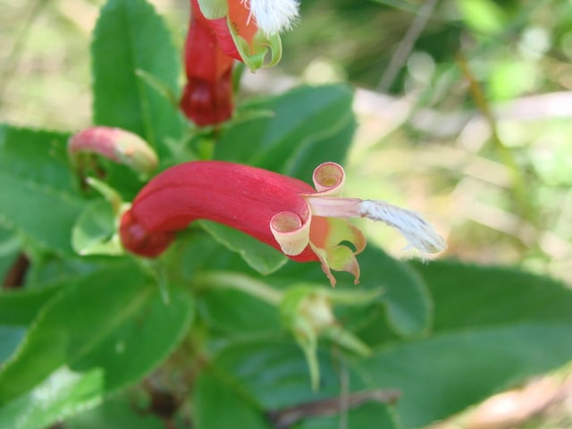Centropogon cornutus