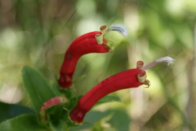 Centropogon cornutus