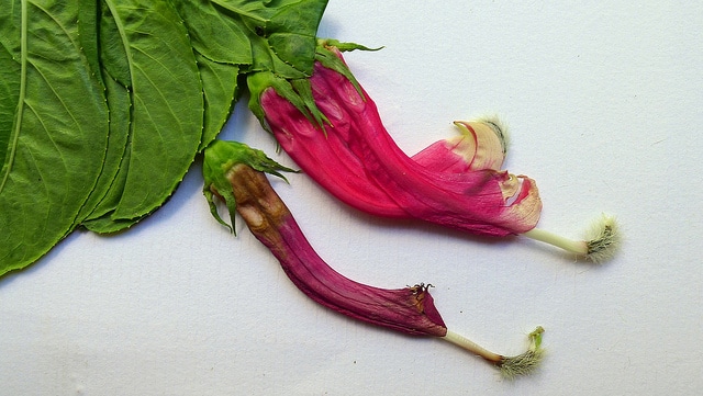 Centropogon cornutus
