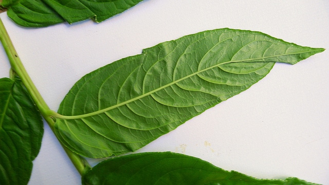 Centropogon cornutus