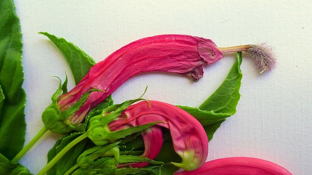 Centropogon cornutus