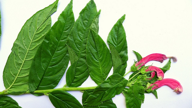 Centropogon cornutus