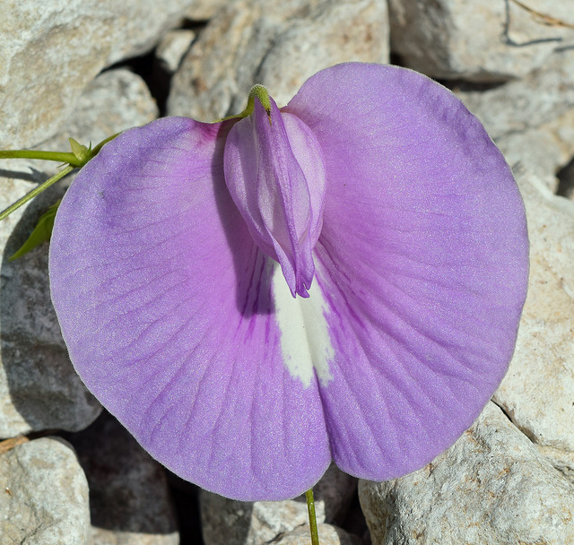 Centrosema virginianum