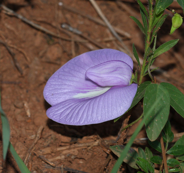 Centrosema virginianum