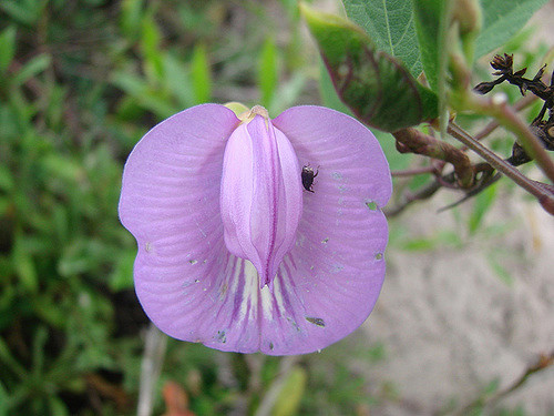 Centrosema virginianum