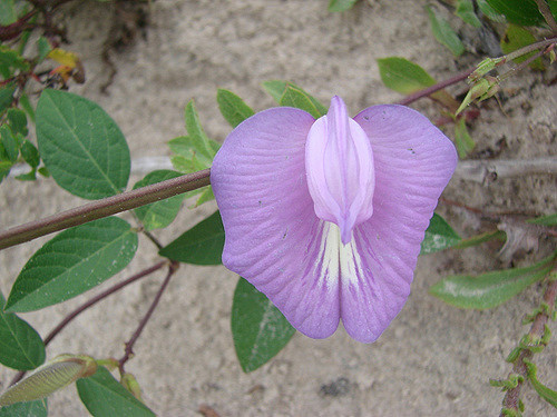 Centrosema virginianum