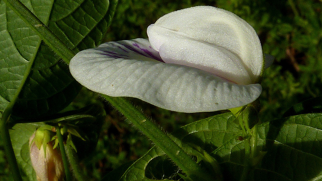 Centrosema virginianum