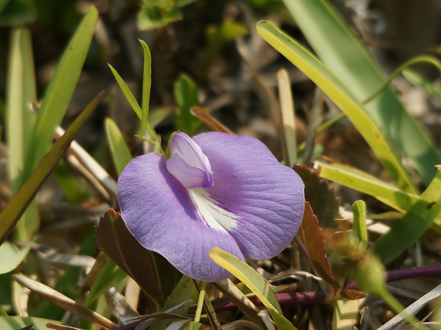 Centrosema virginianum