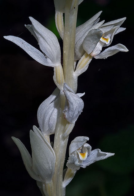 Cephalanthera austiniae (Cephalanthera austiniae)