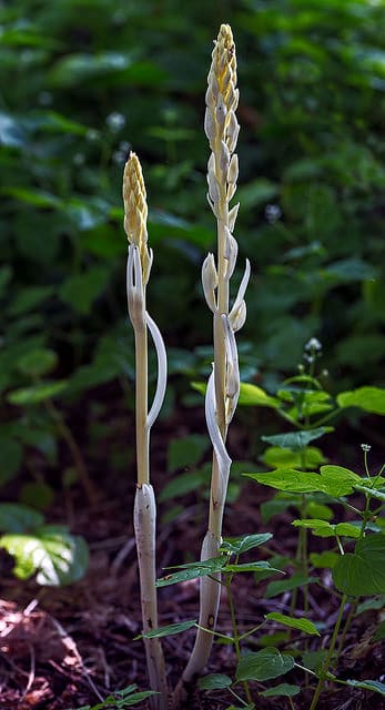 Cephalanthera austiniae