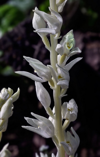 Cephalanthera austiniae