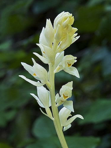 Cephalanthera austiniae