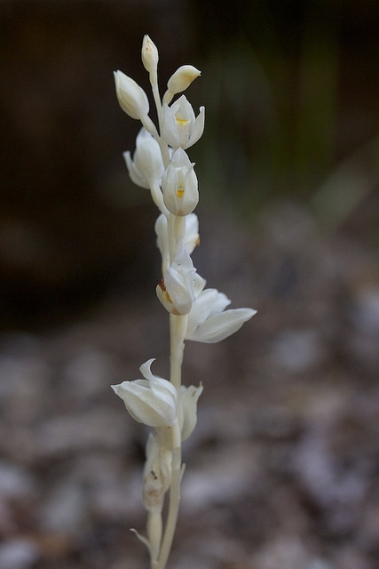 Cephalanthera austiniae