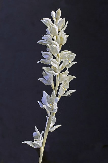 Cephalanthera austiniae