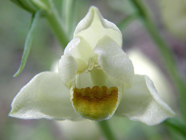 Céphalanthère de damas (Cephalanthera damasonium)