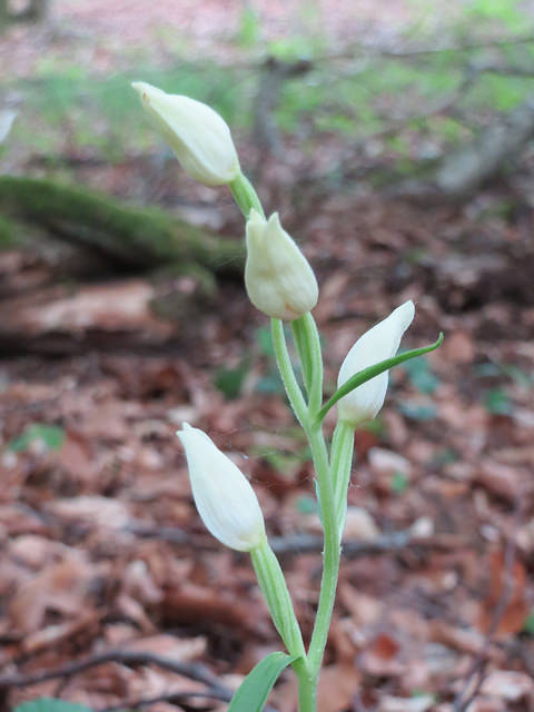 Céphalanthère de damas