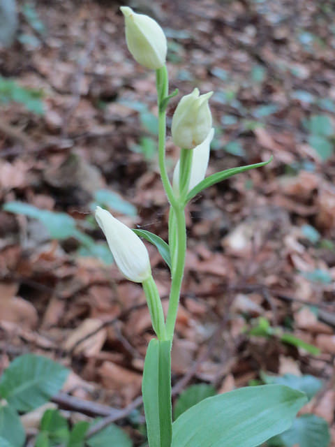 Céphalanthère de damas