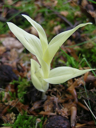 Céphalanthère de damas