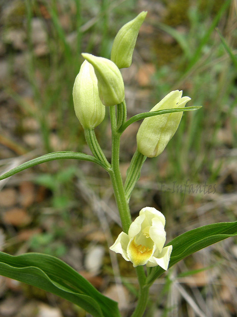 Céphalanthère de damas