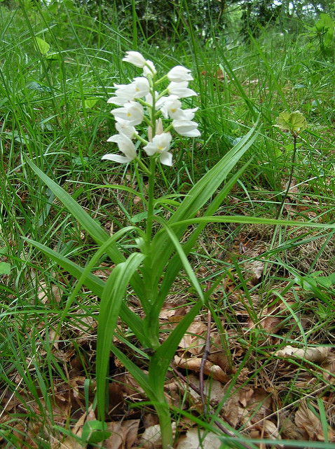Céphalanthère à feuilles étroites