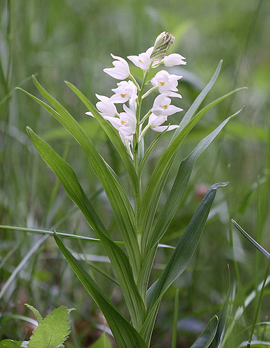 Céphalanthère à feuilles étroites