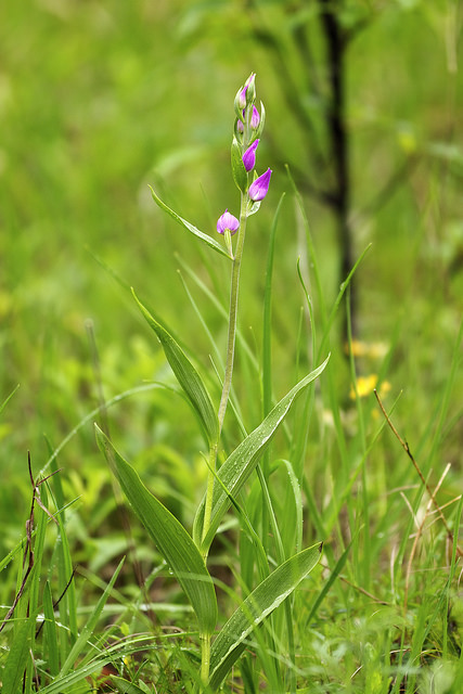 Céphalanthère rouge (Cephalanthera rubra)