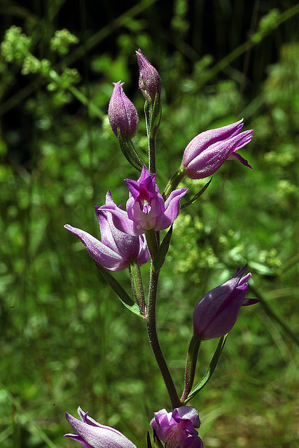 Céphalanthère rouge
